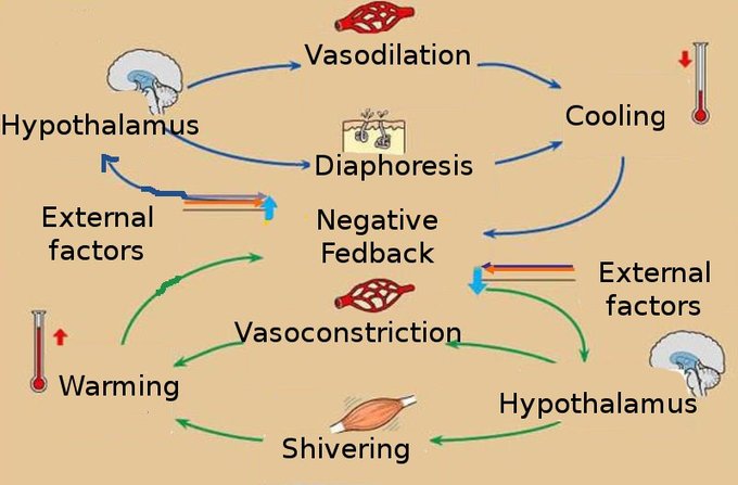 A diagram of homeostatic controls. When external factors like cold affect the body, the hypothalamus responds by causing vasoconstriction and shivering in order to warm the body. As long as the external factors persist, so will the internal cycle of warming. Once the body is too hot relative to external factors, the hypothalamus will cause vasodilation and diaphoresis to cool the body. The body takes in feedback from outside it to "decide" whether to cool itself or heat itself.