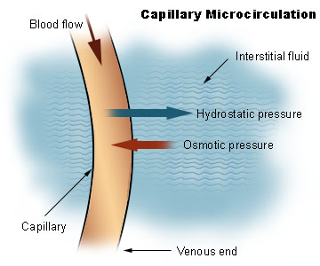 This diagram of capillary microcirculation indicates the blood flow, capillary, venous end, osmotic pressure, hydrostatic pressure, and interstitial fluid.