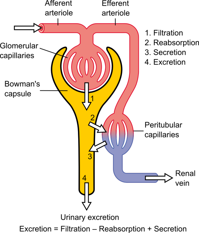This diagram of the urinary excretion process indicates afferent and efferent arterioles, glomerular capillaries, Bowman's capsule, renal veins, and peritubular capillaries.
