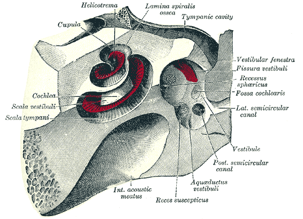 This diagram of the mammalian ear indicates the cupula, helicotrema, lamina spiralis ossea, tymphanic cavity, vestibular fenestra, fissura vestibuli, recessus sphericus, fossa cochlearis, lateral semicircular canal, vestibule, posterior semicircular canal, aquaductus vestibuli, reces suscepticus, interior acoustic meatus, scala tympani, scala vestibuli, and cochlea.