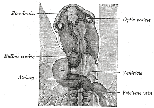 This diagram of the optical vesicle indicates the forebrain, bulbus cordis, atrium, ventricle, and vitelline vein.