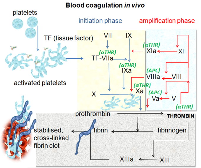 This image shows the initiation phase and amplication phase of blood coagulation in vivo. Terms include platelets, tissue factor, activated platelets, stabilized cross-linked fibrin clot, prothrombin, fibrin, and fibrinogen.
