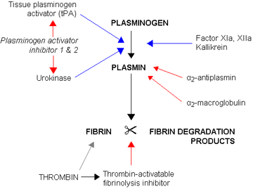 This diagram describes the process of fibrinolysis. First, the plasmogen is acted upon by tPA, plasminogen activator inhibitor 1 and 2, urokinase, and factor XIa, XIIa Kallakrein. Then plasma is acted upon by o2 antiplasmin and o2 macroglobulin. Fibrin and fibrin degradation products are acted upon by thrombin and thrombin-activatable fibrinolysis inhibitor.