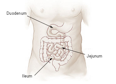 This is an illustration of the small intestine with the duodenum, jejunum, and ileum labeled.
