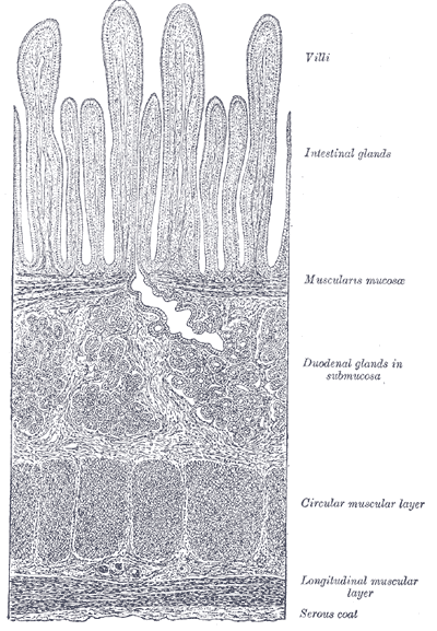 This is a drawing of a section of the duodenum. It shows the layers of the duodenum: the serosa, muscularis, submucosa, and mucosa.
