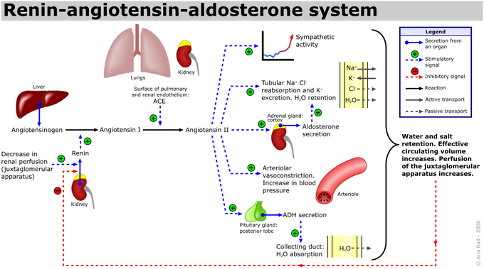 This is a diagram of the regulation of sodium via the hormones renin, angiotensin, and aldosterone. In states of sodium depletion, the aldosterone levels increase, and in states of sodium excess, the aldosterone levels decrease.