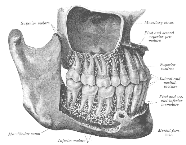 This diagram of the skull illustrates the gomphoses in relation to the superior molars, maxillary sinus, first and second superior premolars, superior canines, lateral and medial incisors, first and second inferior premolars, mental foramen, inferior molars, and mandibular canal.
