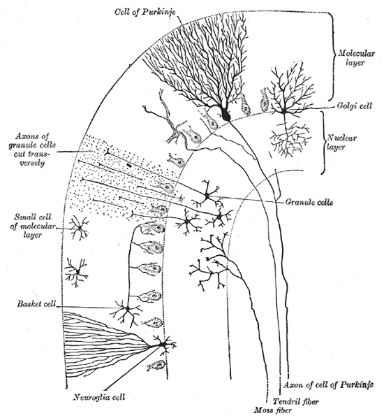 This diagram depicts the cell of Purkinje and its axon, tendril fiber, moss fiber, neuroglia cell, basket cell, small cell of molecular layer, molecular layer, Golgi cell, nuclear layer, and granule cells and their axons.