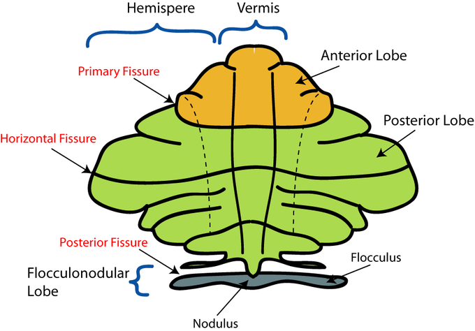 This diagram of the divisions of the cerebellum includes the hemisphere, vernis, primary fissure, horizontal fissure, posterior fissure, flocculonodular lobe, nodulus, flocculus, anterior lobe, and posterior lobe.