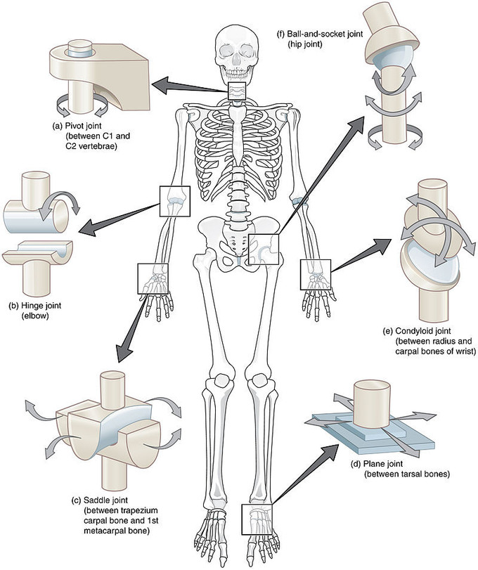 Image of a skeleton and schematics of the different classes of synovial joints.Terms include pivot joint (between C1 and C2 vertebrae), ball and socket joint (hip joint), hinge joint (elbow), condyloid joint (between radius and carpal bones of wrist), plane joint (between tarsal bones), saddle joint (between trapezium carpal bone and first metacarpal bone).