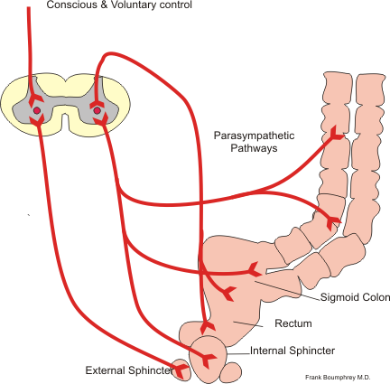 Neural control of defecation.