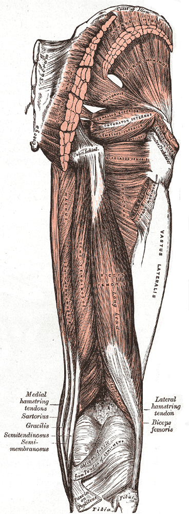 This image depicts the gluteus maximus in relation to the piriformis and iliac crest.