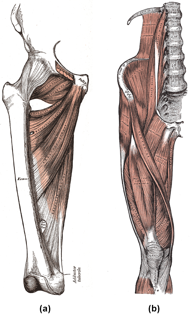 Diagram A depicts the adductor group muscles, including the adductor brevis, adductor longus, adductor magnus, pectineus, and gracilis. Diagram B depicts the muscles of the iliaopsoas group, including the iliacus and psoas major.