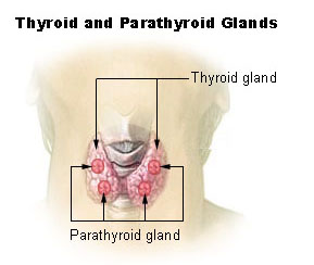 This is an illustration of the parathyroid gland in relation to the thyroid gland. They are located on the posterior surface of the lobes. The two parathyroid glands on each side of the thryoid gland that are positioned higher are called the superior parathyroid glands, while the lower two are called the inferior parathyroid glands.