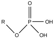 a phosphorous with one double bonded oxygen and two OH groups