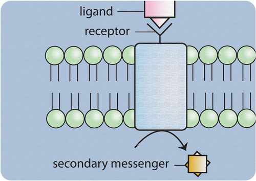 This diagram shows how water-soluble hormones, such as epinephrine, bind to a cell-surface localized receptor, initiating a signaling cascade using intracellular second messengers.