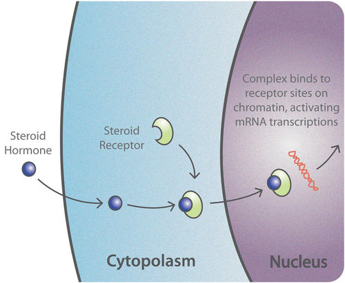 This is a diagram that shows how lipid-soluble hormones, such as estrogen, activate the hormone receptors and bind themselves to a cell. The diagram shows a steroid hormone passing through the cytoplasm, where it binds to a steroid receptor, and then into the nucleus where it activates mRNA transcriptions.