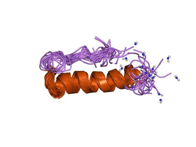 This is a color illustration of the molecular structure of a peptide hormone.