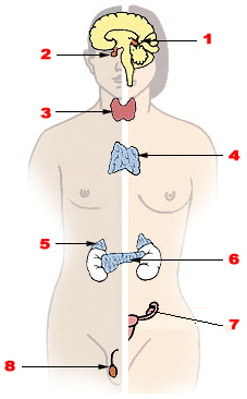 This is a diagram of the major endocrine glands in men and women (male left, female on the right). 1. Pineal gland 2. Pituitary gland 3. Thyroid gland 4. Thymus 5. Adrenal gland 6. Pancreas 7. Ovary 8. Testis