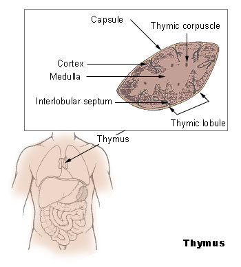 This diagram of the thymus indicates the capsule, thymic corpuscle, thymic lobule, medulla, cortex, and interlobular septum.