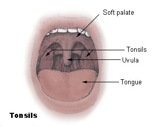 This diagram of the tonsils indicates the soft palate, tonsils, uvula, and tongue.