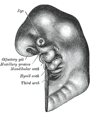 This is a schematic, anatomical drawing of a developing fetus with its first, second, and third arches labeled.