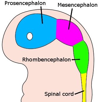 This is a drawing of an embryo brain at four weeks that shows how it differentiated. The embryo's brain is differentiated into the proscephalon, mesencephalon, and rhombencephalon. A white circle represents the area of the optical vesicle.
