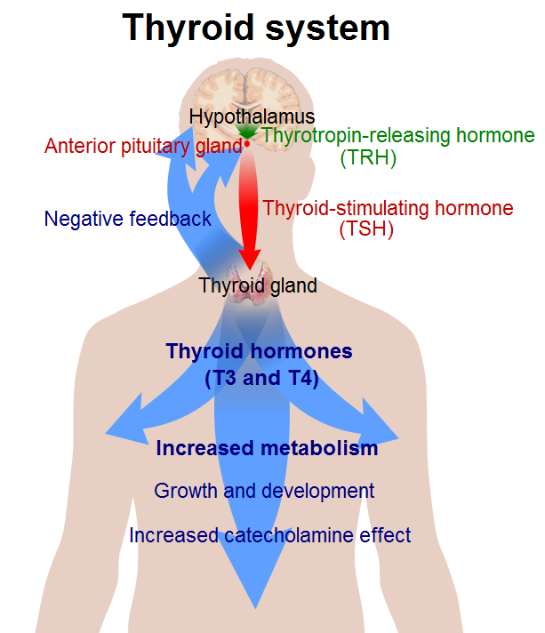 This is a diagram of the thyroid system. The hypothalamus is shown in the center of the brain. It secretes TRH that activates the anterior pituitary gland to release TSH that travels down the neck to they thyroid gland. There, T3 and T4 are activated and produce increased metabolism, growth and development, and increased catecholamine effect that flow down through the body. The thyroid glad is also depicted as having a negative mechanism that reports back to the anterior pituitary and hypothalamus.