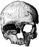 7: Skeletal System - Parts of the Skeleton