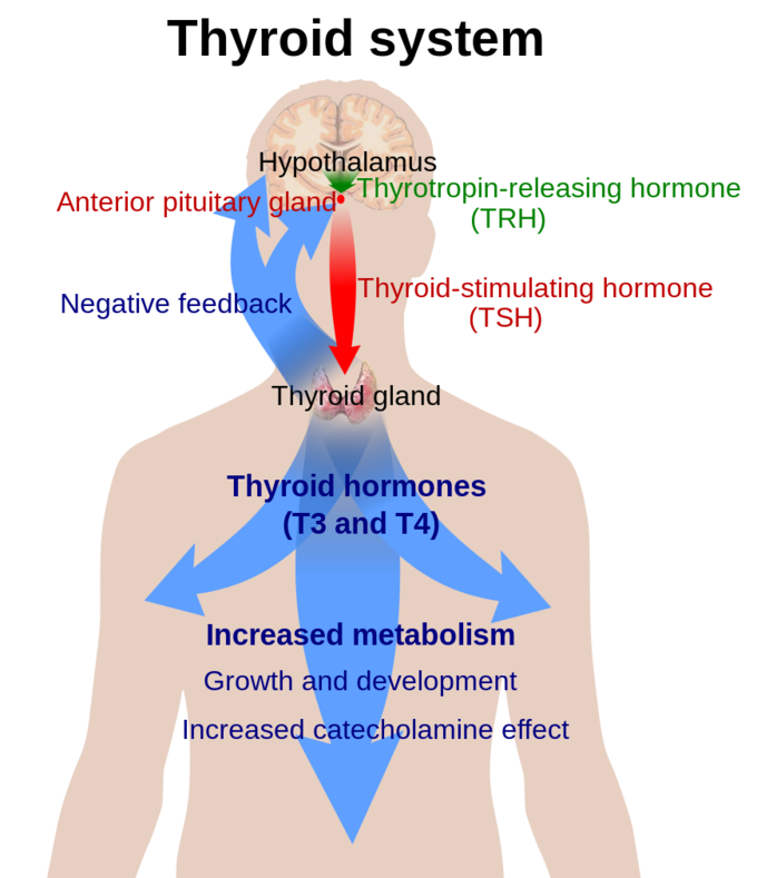 This is a diagram of the thyroid system. It shows how thyroid hormones are produced from the thyroid under the influence of thyroid-stimulating hormone (TSH) from the anterior pituitary gland, which is itself under the control of thyroptropin-releasing hormone (TRH) secreted by the hypothalamus. Thyroid hormones provide negative feedback, inhibiting secretion of TRH and TSH when blood levels are high.