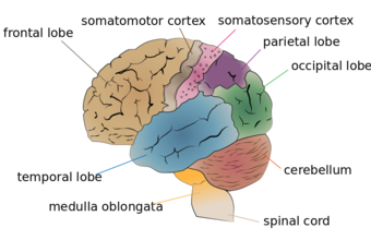 This diagram of the cerebral lobes delineates the frontal lobe, temporal lobe, medulla oblongata, spinal cord, cerebellum, occipital lobe, parietal lobe, somatosensory cortex, and somatomotor cortex.