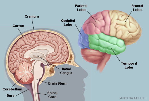 This diagram of the brain structure labels the parietal lobe, occipital lobe, frontal lobe, temporal lobe, cranium, cortex, cerebellum, basal ganglia, brain stem, dura, and spinal cord.