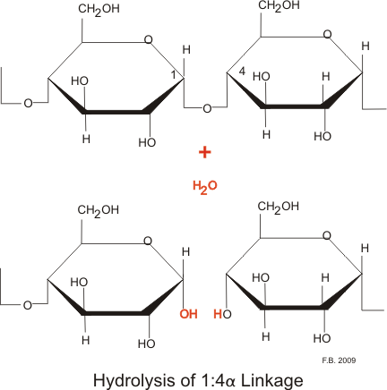 This is a diagram of hydrolysis by amylase. It shows how both the parotid and pancreatic amylases hydrolyze the 1:4 link, but not the terminal 1:4 links or the 1:6 links.