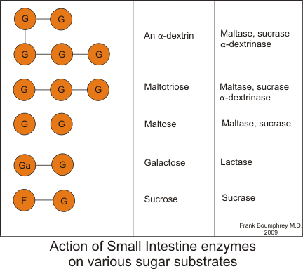 This is a diagram of carbohydrate digestion. A diagram of the action of oligosaccharide-cleaving enzymes in the small intestine. An alpha dextrin molecule breaks down to maltase, sucrase, or alpha-dextrinase. Maltotriose breaks down to maltase, sucrase, or alpha-dextrinase. Maltose breaks down to maltase and sucrase. Galactose breaks down to lactase. Sucrose breaks down to sucrase.