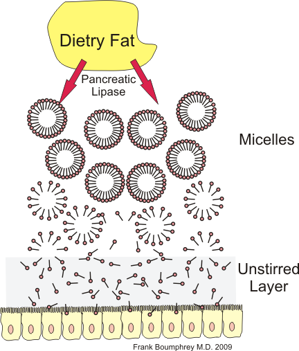 This is a diagram of lipid digestion, which involves the formation of micelles in the presence of bile salts, and the passage of micelles and fatty acids through the unstirred layer. The diagram depicts dietary fat at the top, with pancreatic lipase and bile salts forming micelles that will pass through the unstirred layer at the bottom of the diagram.