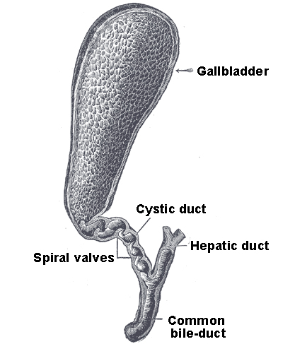 This is an anatomical drawing of the gallbladder, as depicted in Gray's Anatomy.