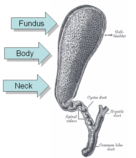 An illustration of the gallbladder from Gray's Anatomy with with its sections labeled: fundus, body, and neck.