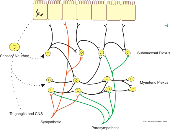 This is an illustration of neural control of the gut wall by the autonomic nervous system and the enteric nervous system. A sensory neuron is shown to stimulate the nerves in the submucosal and myenteric plexuses, which are connected to nerves in the sympathetic and parasympathetic nervous systems. The sensory neuron is also shown signal the ganglia and central nervous system.