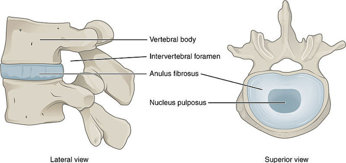Image of intervertebral disc showing the annulus fibrosus and the nucleus pulposus.