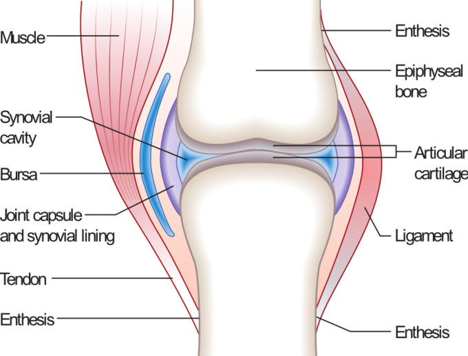 This illustration of the synovial joint includes the muscle, synovial cavity, bursa, joint capsule and synovial lining, tendon, enthesis, ligament, articular cartilage, and epiphyseal bone.