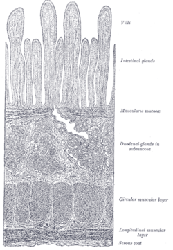 This is a drawing of the the muscularis mucosa of the submucosa. The muscularis mucosa is adjacent to the submucosa, and should not be confused with the muscularis externa.