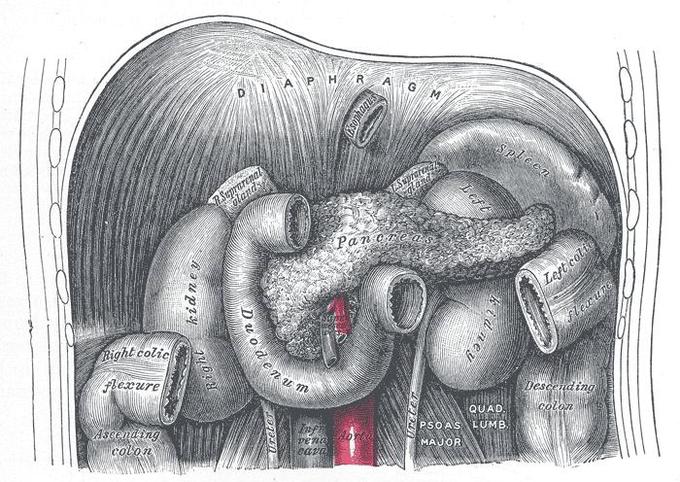 This image shows the location of the pancreas relative to other organs. The pancreas is seen positioned with the duodenum slightly on top of it and next to the right kidney. The pancreas is in between the right and left kidneys.