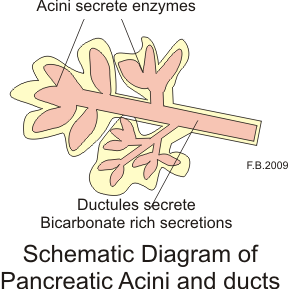 This is a schematic diagram that shows the pancreatic acini and the ducts where pancreatic fluid is created and released.