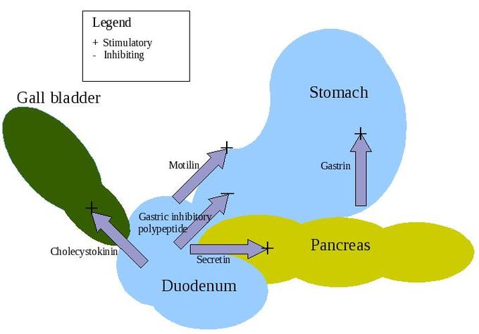 This is a diagram of the gastric phase of digestion. It shows that during the gastric phase, gastrin is secreted. The stomach stretches and churns while enzymes break down proteins.