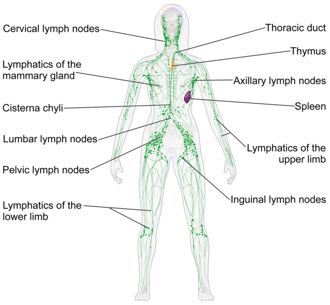 This diagram of lymphatic tissue indicates the cervical lymph nodes, lymphatics of the mammary gland, cisterna chyli, lumbar and pelvic lymph nodes, lymphatics of the lower limbs, inguinal lymph nodes, lymphatics of the upper limbs, spleen, axillary lymph nodes, thoracic duct, and thymus.