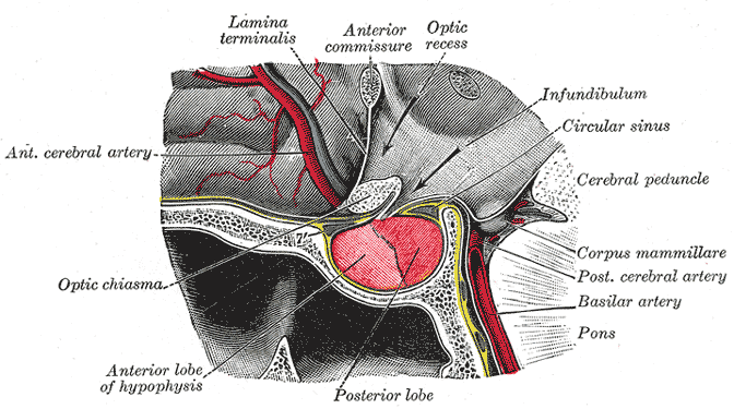 In this image that shows the location of the pituitary gland, it is referred to by its other name, the hypophysis.