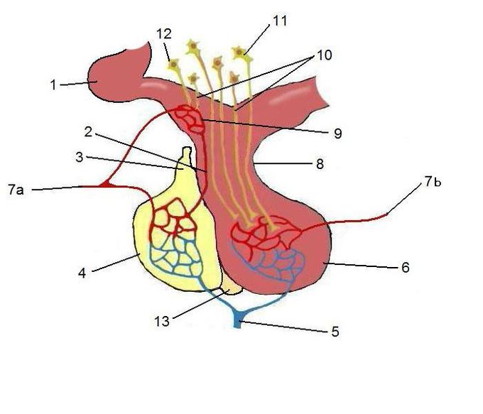 This is an illustration of the anterior pituitary, which is linked to the hypothalamus by a portal system. The hypothalamus releases signaling molecules that incite the anterior pituitary to produce hormones.