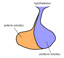 This is an illustration of a pituitary gland that shows the anterior pituitary and the posterior pituitary, and the hypothalamus above them.