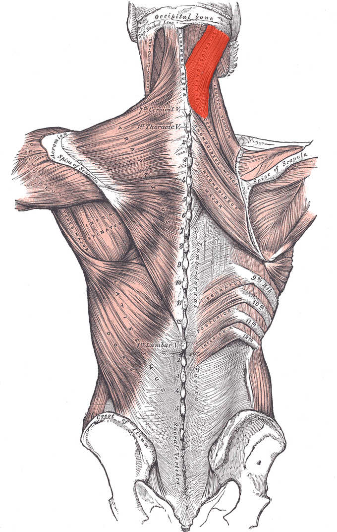This diagram depicts the splenius capitis in relation to the ligament nuche, occipital bone, levitor scapula, and rhomboideus minor.