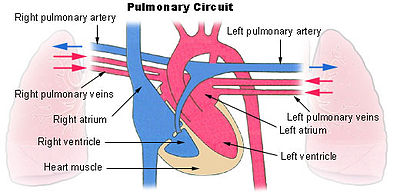 This is a diagram of pulmonary circulation. Oxygen-rich blood is shown in red and can be seen moving through the pulmonary veins into the left ventricle and the left atrium. Oxygen-depleted blood is shown in blue, moving through the right ventricle into the right atrium and out to the lungs via the right and left pulmonary arteries.